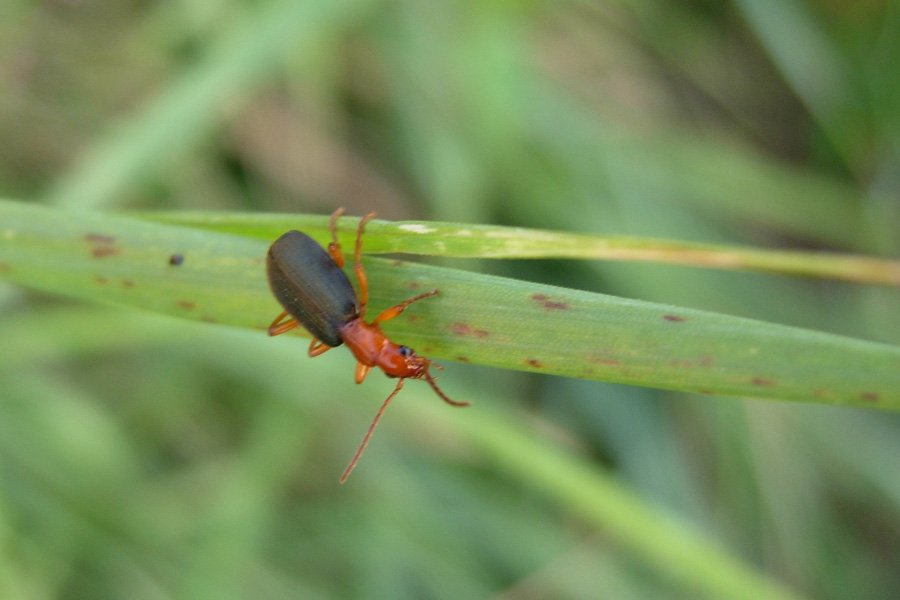 Brachynus cfr. crepitans, Harpalus dimidiatus e Coraebus rubi